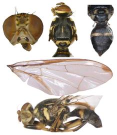  Photo plate of  Z. scutellaris .
