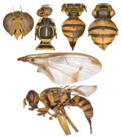  Photo plate of  Z. scutellatus .
