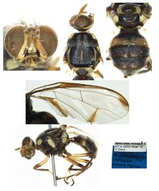  Photo plate of  Z. sonlaiae .
