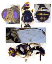  Photo plate of  Z. tappanus .
