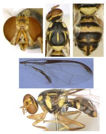  Photo plate of  Z. yoshimotoi .
