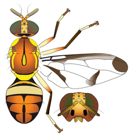 Scientific illustration of  Z. cucurbitae .