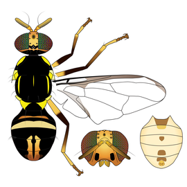 Scientific illustration of  Z. scutellaris .