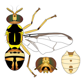 Scientific illustration of  Z. scutellatus .