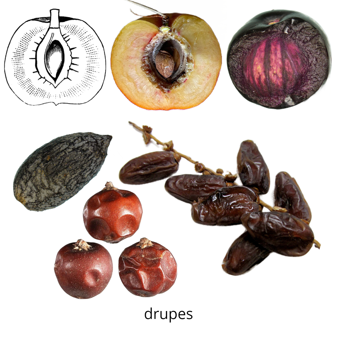 Examples of drupes, fleshy indehiscent fruits.