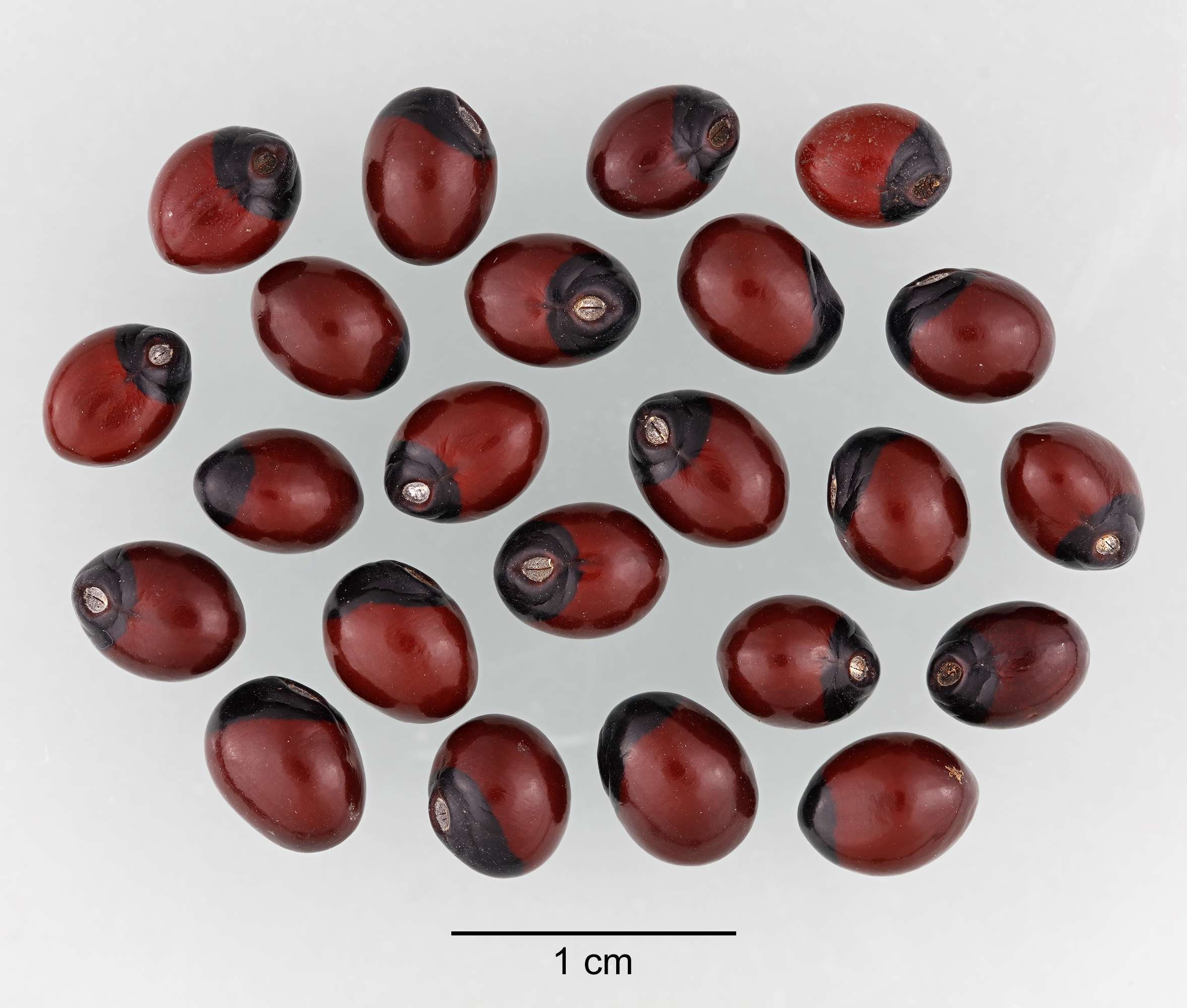 <em>Abrus precatorius</em> seeds; photo by D. Walters and L. Seastone, imageID.idtools.org