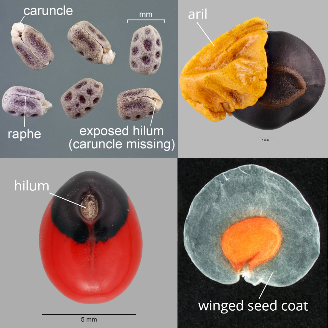Seeds with hila, caruncles, arils, and wings
