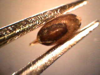 Close-up of fruit