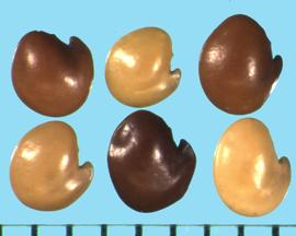  Hedysarum coronarium.  Light, medium, and dark brown seeds. 