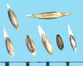  Agrostis capillaris.  Paleas from one-half to slightly exceeding the caryopsis. 