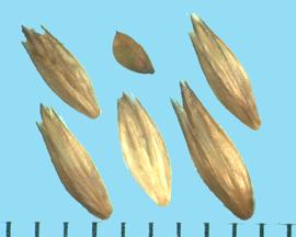  Alopecurus pratensis.  Pointed glumes. 