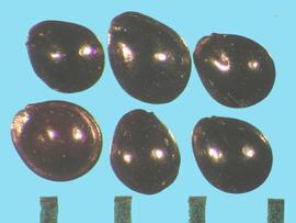  Amaranthus retroflexus.  Seeds with a detectable embryo on the margin. 