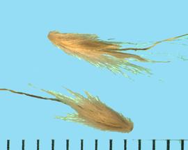  Andropogon ternarius.  Hairy pedicel and rachis segment with longitudinal groove.. 
