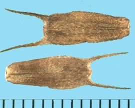  Bidens frondosa.  Achenes with barbed awns that are a continuation of the achene's outer margin. 