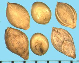  Urochloa ramosa . Spikelet with five longitudinal nerves on the second glume. 