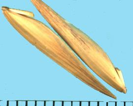  Bromus catharticus  var.  catharticus.  Florets are glabrous and smooth, sometimes with sparse and short hairs. 