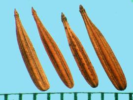  Chaerophyllum tainturieri.  Mericarps with ribs and a sharply pointed base. 