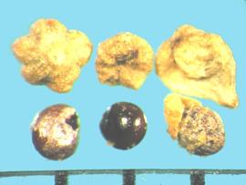  Dysphania ambrosioides.  Seeds with opaque bracts and a transparent fruit coat. 