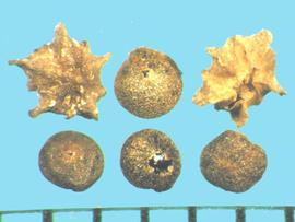  Chenopodium fremontii.  Seeds are closely covered with a seed coat or a pointed pericarp. 