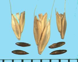  Chloris gayana.  Florets are smooth with hairs at the upper margins and the central nerve of the lemma. Brown caryopses. 