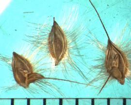  Chloris elata.  Florets with long, silky hairs on the lemma. 