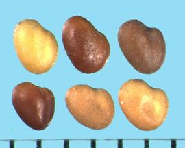  Trifolium semipilosum.  True seeds that are sometimes sandy on the surface. 