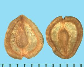  Dimorphotheca tragus.  Achenes with large wings with a marginal line. 