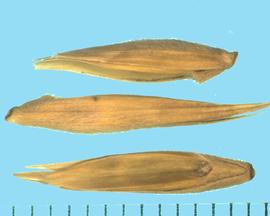  Leymus racemosus  ssp.  racemosus.  The rachilla is wide at the apex and narrow at the base, with a groove over the callus. 