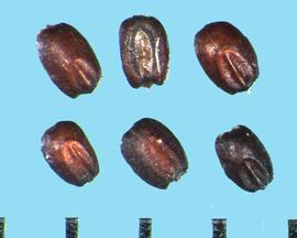  Eragrostis trichodes.  Caryopses with the embryo over half the length of the caryopsis. 