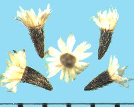  Galinsoga quadriradiata.  Achenes with white, bristly pappus units at the terminal ends. 