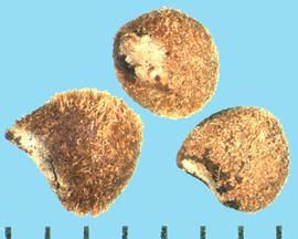  Hibiscus laevis.  Seeds that are scurfy with short spiny hairs. 