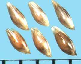 Holcus lanatus.  Spikelets with glumes that are papery and glandular with hairs on the keel nerves. 