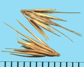  Hordeum pusillum.  Fascicles with two lateral spikelets that are pedicellate and sterile, with glumes wide in the middle, and a rudimentary floret. 
