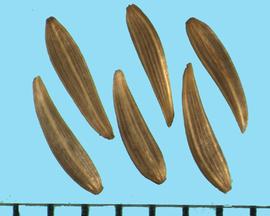 Lapsana communis.  Achenes with large longitudinal ribs with small ribs in between. 