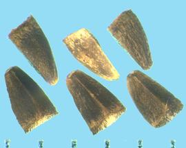  Leonurus cardiaca.  Achenes with a flat apical end that is covered in short hairs. 