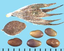  Lespedeza juncea.  Seeds are often found in flat, single-seeded pods. 