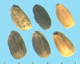  Marrubium vulgare.  Nutlets that are black and yellow mottled, with two flat surfaces on the ventral side, with a ridge in between. 