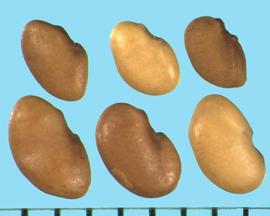  Medicago polymorpha.  Seeds with a shallow notch as the hilum. 