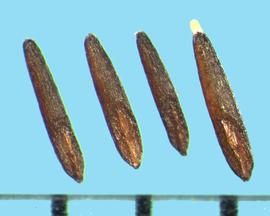  Muhlenbergia glomerata.  Brown caryopses. 