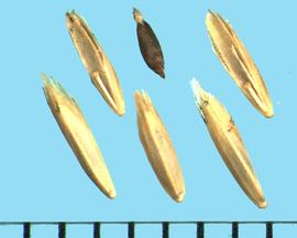  Poa secunda . Florets with no apparent webbing on the lemma or the base. 