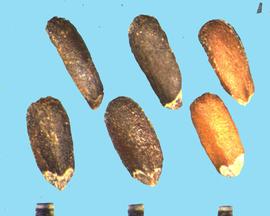  Pycnanthemum flexuosum.  Nutlets that are rounded on the dorsal side and flat on the ventral side. 