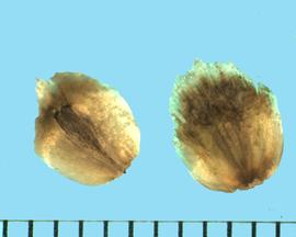  Scolymus hispanicus.  Achenes enclosed by a winged receptacle. 