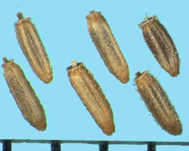  Senecio jacobaea.  Light brown achenes with short, appressed hairs on the ribs. 
