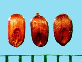  Pennisetum clandestinum.  Caryopses with the embryo on the ventral side at the basal end. 