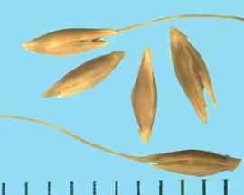  Amelichloa brachychaeta.  