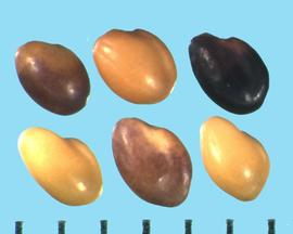  Trifolium alexandrinum.  True seeds with the radicle lobe about 2/3 the cotyledon length. 