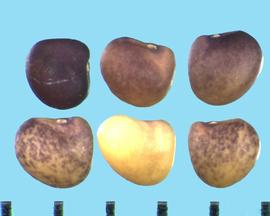  Trifolium heldreichianum . True seeds with the hilum more exposed because the two lobes are more spread apart. 