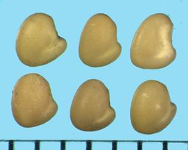  Trifolium medium.  True seeds with an indentation on the seed side between the two lobes, which may be associated with a lighter color. 