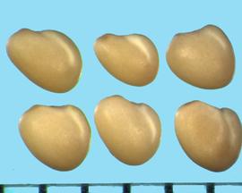 Trifolium ochroleucum.  True seeds with a line on the seed surface separating the radicle and cotyledon lobes. 