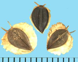  Verbesina alternifolia.  Achenes where the pappus crown has two opposing horn-like spikes. 